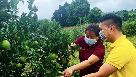 Cam Cao Phong lên sàn Postmart.vn: Chủ động gỡ khó đầu ra trước vụ thu hoạch