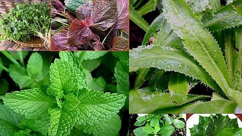 Rau gia vị phía Nam bị ùn ứ bất thường