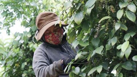 Hạt tiêu xuất sang Đức giảm sức cạnh tranh so với Brazil, Sri Lanka