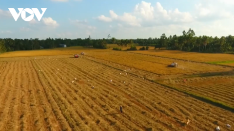 Đề xuất hỗ trợ lúa giống cho nông dân ĐBSCL sản xuất vụ Đông xuân 2021-2022