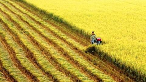 Xuất khẩu gạo đã thoát khỏi mức giá "đáy" tính từ 1,5 năm trở lại