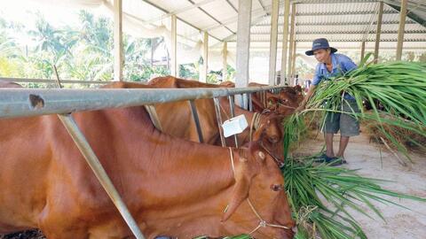 Hợp tác xã, cơ sở nuôi bò công nghệ cao có thể được hỗ trợ 1 tỉ đồng đầu tư đổi mới trang thiết bị