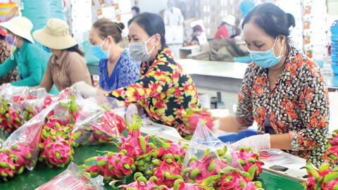 Xây dựng chuỗi liên kết sản xuất, tăng thu nhập cho người dân