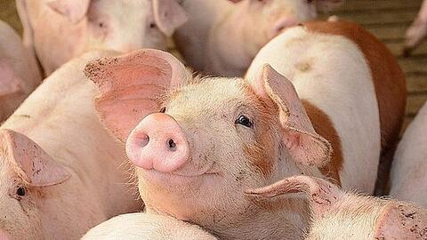 Lo ngại nguy cơ thiếu thịt lợn dịp Tết