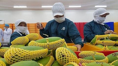 Xuất khẩu trái cây: Tạo mã số vùng trồng để đảm bảo chất lượng