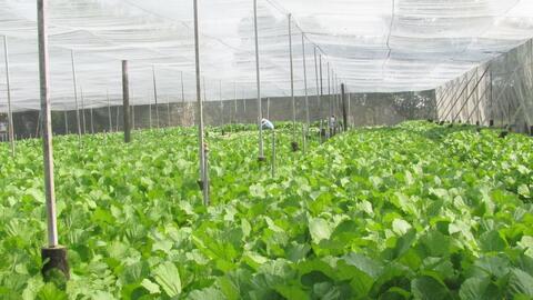 Hỗ trợ nông sản lên sàn thương mại điện tử