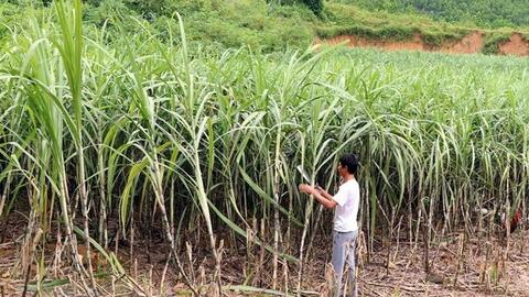 Liên kết sản xuất mía đường: Minh bạch là trên hết