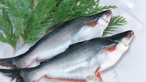 Cá tra Việt Nam chiếm 93% lượng cá da trơn nhập khẩu vào Mỹ