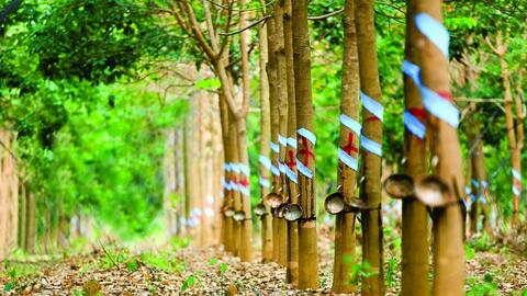 Giá xuất khẩu cao su quý III tăng 32,7% so với cùng kỳ