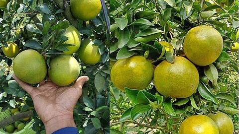 Đặc sản miền Tây rớt giá, cam xoàn, quýt đường chỉ từ 6.000 đồng/kg