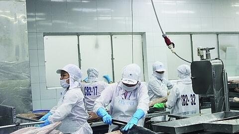 Xuất khẩu cá ngừ sang Trung Quốc tăng cao