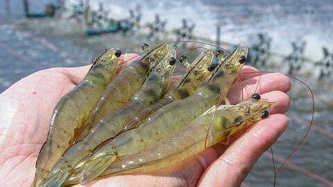 Việt Nam đứng thứ 3 về cung cấp thủy sản cho Hàn Quốc