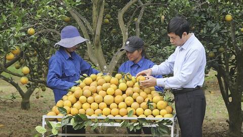 Nghệ An: Tận dụng thương mại điện tử, tăng cường kết nối cung - cầu hàng hoá