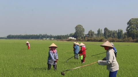 Đẩy nhanh tiến độ gieo sạ vụ Đông Xuân 2021 - 2022