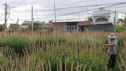 Thị trường hoa Tết ở Nam Trung Bộ: Đối diện nhiều thách thức