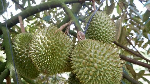 Cây sầu riêng 'bén rễ' trên vùng đất rốn phèn