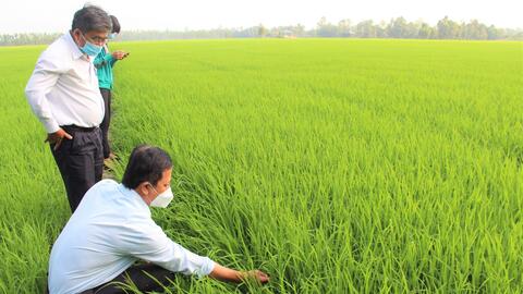 Khảo sát tình hình sâu bệnh trên lúa Đông Xuân
