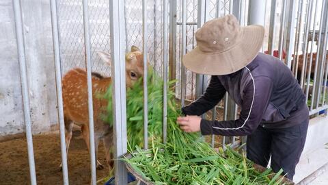 Triển vọng từ mô hình nuôi hươu sao lấy nhung