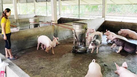 Nông dân sử dụng hiệu quả nguồn vốn vay