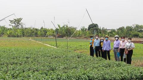 Xây dựng và duy trì 2.000ha rau ứng dụng công nghệ cao