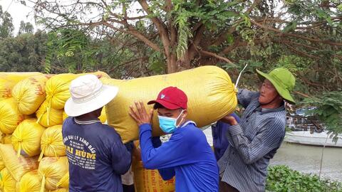 Giá lúa tăng, nhiều nông dân không hưởng lợi