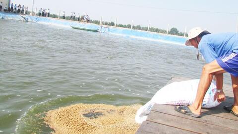 Nhiều rủi ro khi mở rộng quy mô nuôi, ương cá tra giống ở Đồng Tháp Mười