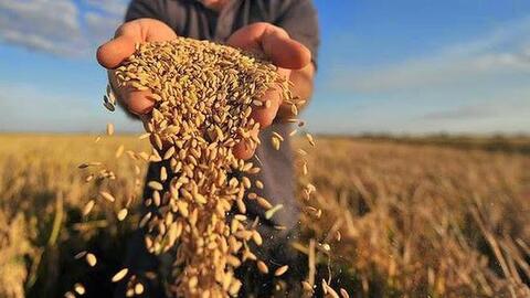 IMF, WB, WFP và WTO kêu gọi hành động khẩn cấp về an ninh lương thực