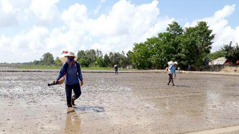 Chủ động sản xuất vụ lúa Hè Thu 2022