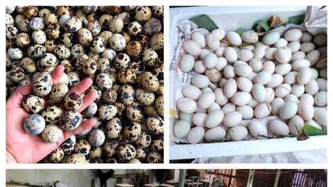 Trứng gia cầm tăng giá, nông dân Nghệ An phấn khởi vào đàn