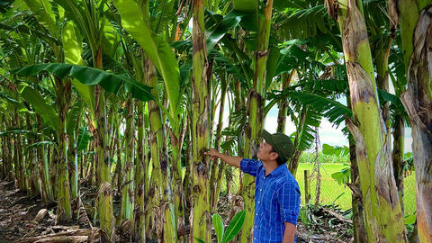 Thử sức với chuối sáp nghệ