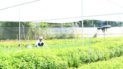 Liên kết hợp tác - Hướng đi hiệu quả của nông dân