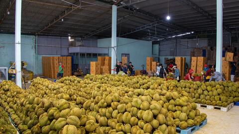 Giá sầu riêng tăng mạnh, cảnh báo kiểm soát chất lượng