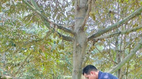 Vai trò, ứng dụng của Calcium, Nitrate, Boron trong sản xuất nông nghiệp