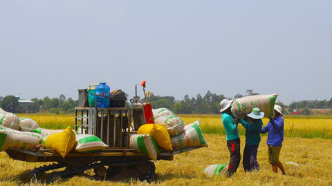 Tập trung thu hoạch lúa Đông Xuân 2023-2024