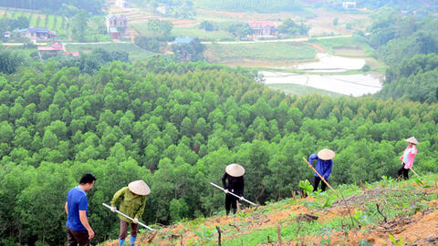 Long An chuyển biến tích cực trong công tác trồng rừng