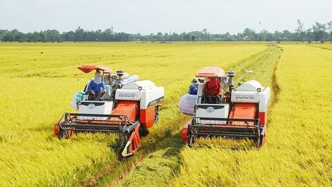 Giá lúa giảm sâu, lợi nhuận vụ Đông Xuân giảm mạnh