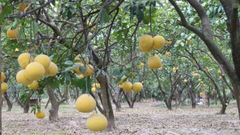 Thủ phủ bưởi Diễn tất bật phục vụ Tết Nguyên đán 2025