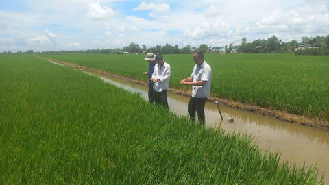 Sâu, bệnh ít gây hại đầu vụ Hè Thu 2025