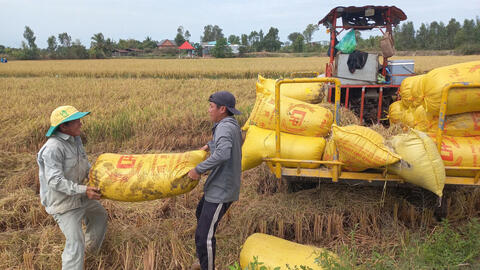 Sản lượng lúa vụ Đông Xuân 2024-2025 đạt gần 1,65 triệu tấn