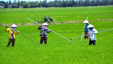 Mỗi công lúa đầu tư 2 triệu, bán giá 6.000 đồng/kg: Nông dân Bạc Liêu gặp khó