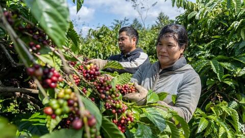 Giá cà phê hôm nay 30/6/2025, thị trường đi ngang