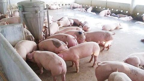 Giá heo hơi hôm nay 1/7/2025: Giảm nhẹ tại miền Trung - Tây Nguyên