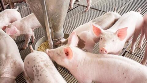 Giá heo hơi hôm nay 4/7/2025: Cao nhất còn 70.000 đồng/kg