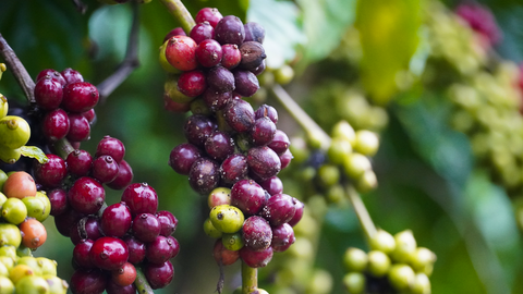 Giá cà phê hôm nay 28/7/2025: Trong nước đi ngang, ít biến động