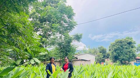 Quảng Ngãi: Hiệu quả chuỗi liên kết tiêu thụ sản phẩm vùng dân tộc