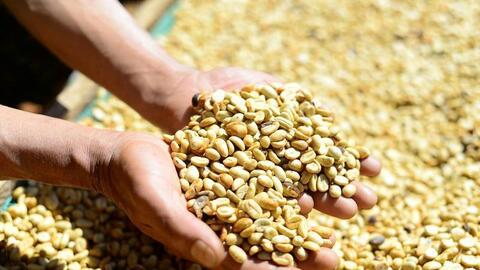 Giá cà phê hôm nay 19/8/2025: Cao nhất trong hai tháng