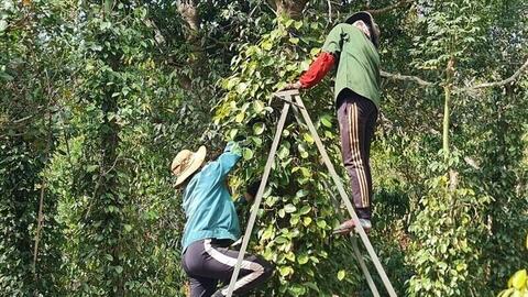 Giá tiêu hôm nay 26/8/2025: Trong nước tăng mạnh 2.000 đồng/kg