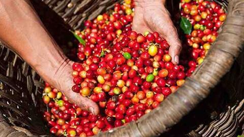 Giá cà phê hôm nay 29/8/2025: Trong nước bật tăng, ngược chiều thế giới