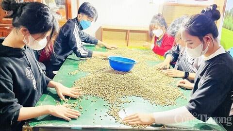 Giá cà phê hôm nay 11/9/2025: Trong nước quay đầu giảm