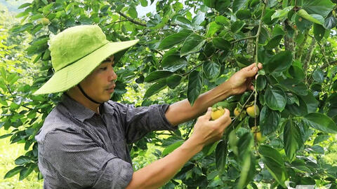 Cây hồng không hạt: Hiệu quả kinh tế cao cho bà con Thái Nguyên